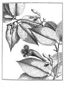 Bignonia kerere aublet, 1775
