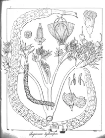 Bignonia xylocarpa