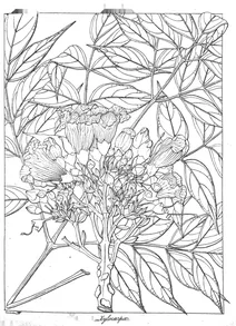 Bignonia xylocarpa roxb