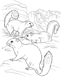 Білки