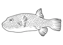 Білоплямистий пуффер (arothron hispidus)