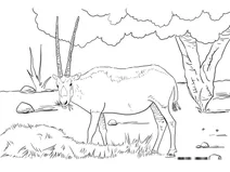 Орикс