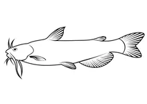 Білий бичачий сом (ameiurus catus)