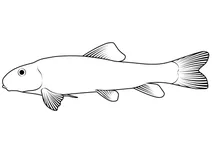 Білий чукучан (catostomus commersonii)