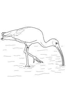 Білий ібіс