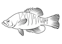 Білий краппі (pomoxis annularis)