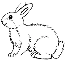 Білий кролик