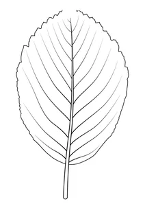 Білий лист