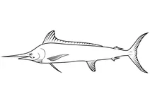 Білий марлін (kajikia albida)
