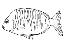Білий морський карась (diplodus sargus)