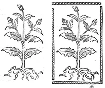 Бінґель крут, 1497-1500