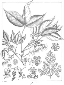 bischofia javanica