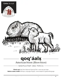 Бізон (bison bison)