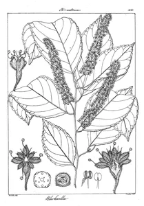 Blackwellia tetrandra