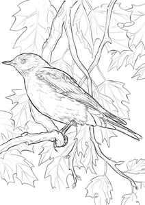 Блакитна гірська сеалія (sialia currucoides)