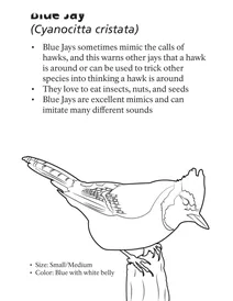 Блакитна сойка (cyanocitta cristata)