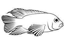 Блакитний акара (andinoacara pulcher)