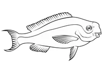 Блакитний папуга-риба (scarus coeruleus)