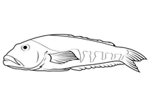 Блакитний тріскоподібний (parapercis colias)