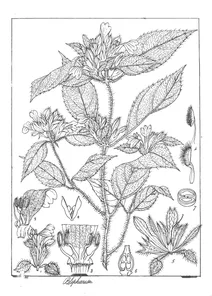 Blepharis asperrima