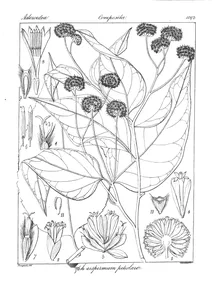 Blepharispermum petiolare