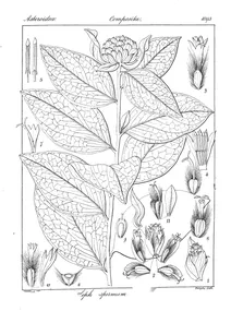 Blepharispermum subsessile