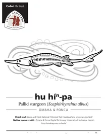 Блідий осетер (scaphirhynchus albus)
