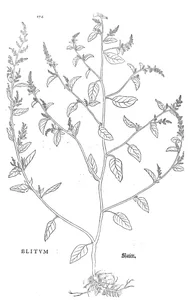 blitum