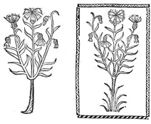 Блоу корнблюм, 1497-1500