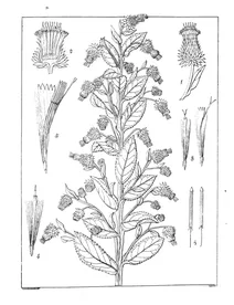 Blumea alata та blumea cernua