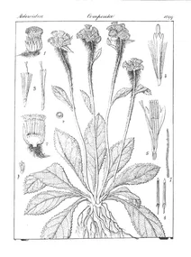 Blumea hieracifolia