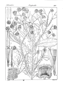 Blumea pterodonta