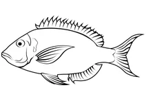 Блискучий імператор (lethrinus nebulosus)