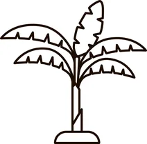 Boana platanera