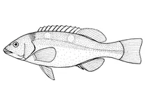 Bodianus frenchii (лисичка-рибка)