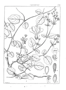Boerhavia procumbens