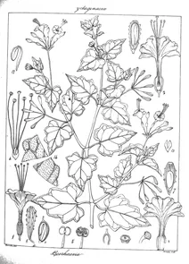 Boerhavia repanda willd