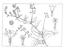 Boerhavia stellata