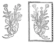 Боксбарт, 1497-1500