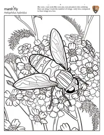 Болотна муха з пухнастим хвостом (helophilus hybridus)