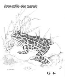 Болотна жаба
