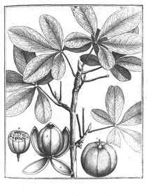 Bombax globosa aublet, 1775