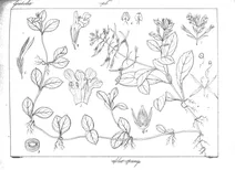 Bonnaya veronicifolia