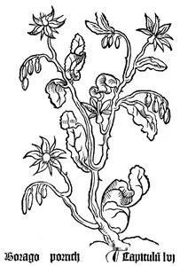 Borago gart, 1485