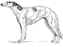 Борзая