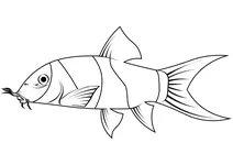 Боція – клоун (chromobotia macracanthus)