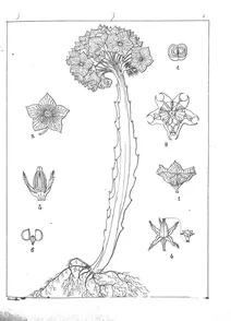 Boucerosia campanulata