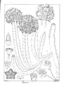Boucerosia diffusa