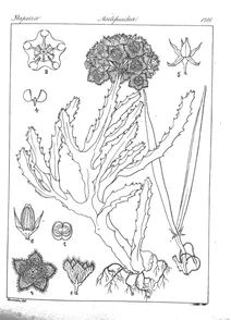 Boucerosia lasiantha