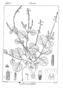 Bouchea marrubifolia